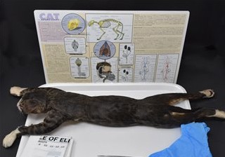 Cat Anatomy Kit