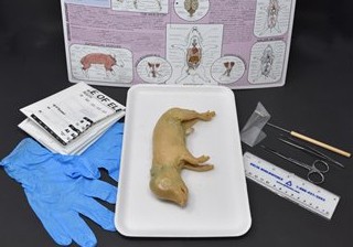 Pig Anatomy Kit