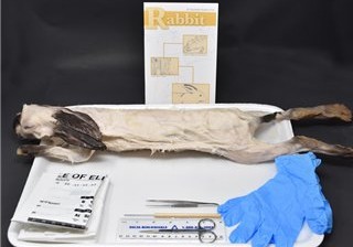 Rabbit Anatomy Kit