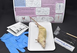 Rat Anatomy Kit