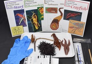 Basic Zoology Kit