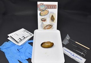 Clam Anatomy Kit