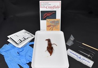 Crayfish Anatomy Kit