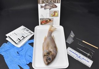 Perch Anatomy Kit