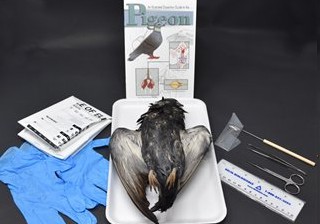 Pigeon Anatomy Kit