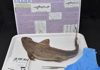 Shark Anatomy Kit