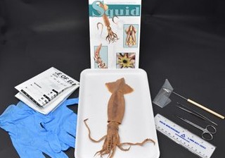 Squid Anatomy Kit