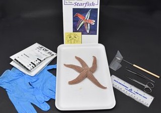 Starfish Anatomy Kit